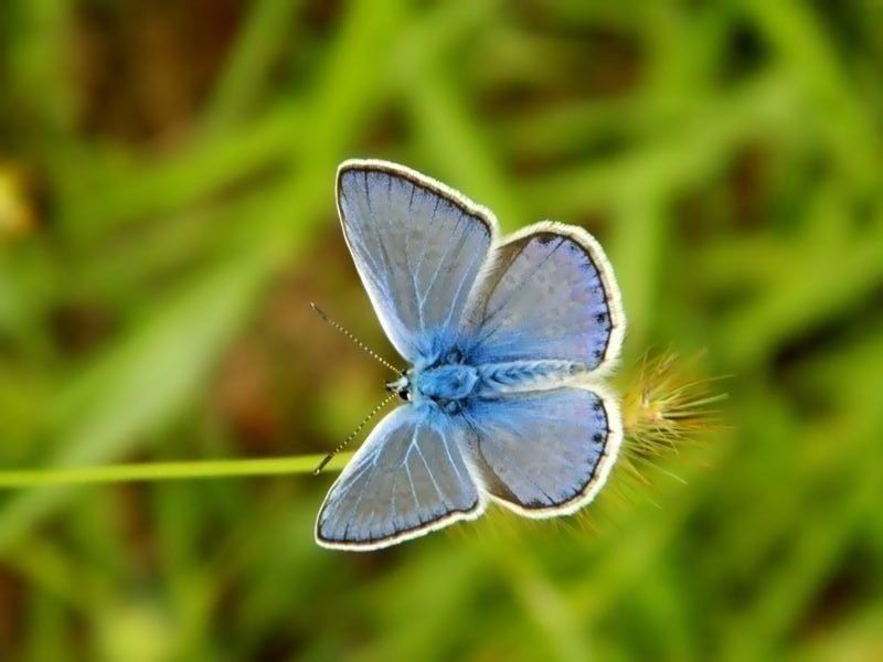 Fiocchetto azzurro